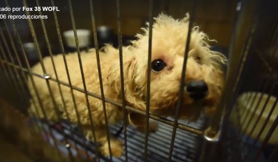 130 animales rescatados en unas condiciones pésimas