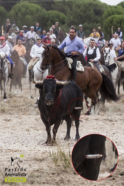 Investigan irregularidades en el Toro de la Vega 2014