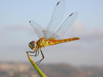 El PP vasco pregunta a Medio Ambiente sobre la protección de la libélula "oxygastra curtisii"