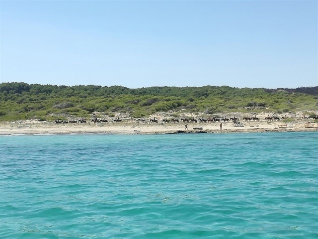 El GOB pide que se acabe con el tránsito "reiterado" de caballos por las dunas de Sa Canova