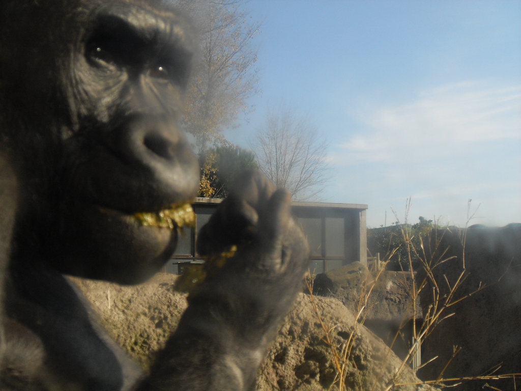 Los grandes simios que se encuentran cautivos en zoológicos tienen perturbaciones mentales en su comportamiento.