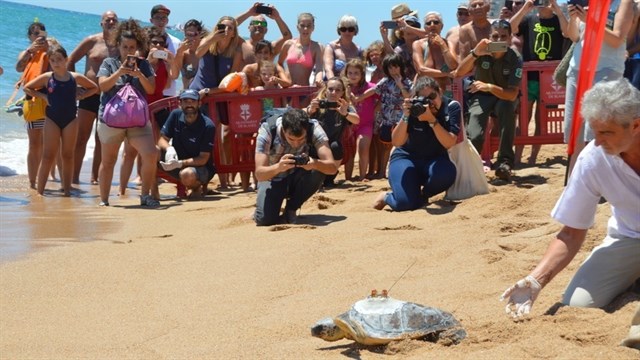 Liberan una tortuga marina en la playa de Blanes (Girona) con transmisor de seguimiento