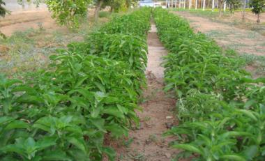 Dulce Revolución: la sanación mediante plantas y terapias naturales