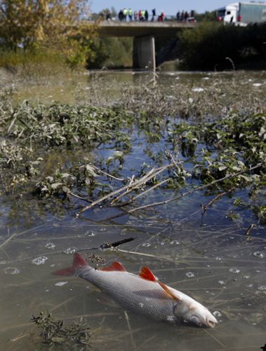 Los niveles de toxicidad remiten en el Danubio