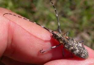 Extremadura detecta la presencia del nematodo de la madera del pino