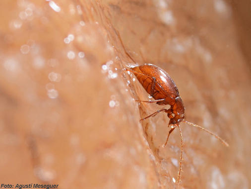 Escarabajos cavernícolas evolucionan reduciendo sus estados larvarios