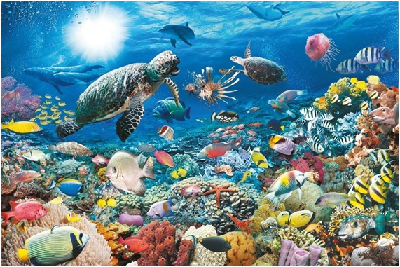 Aquí te podrás informarte sobre este máster en Ciencia y Tecnología Marina