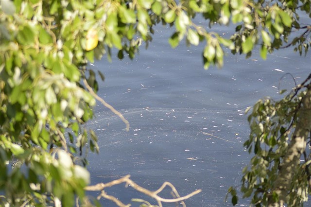 Medio Ambiente asegura