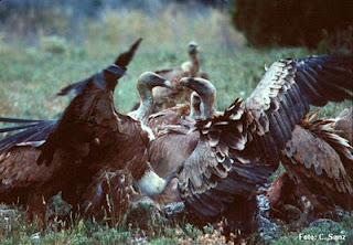 Envenenamiento de 38 buitres en Villamanín (León)