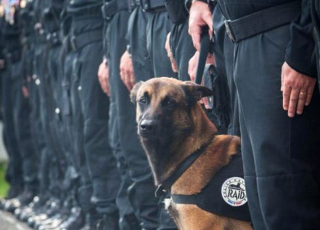 En la operación contra el cerebro de los atentados de París muere ‘DIESEL’ un perro policía