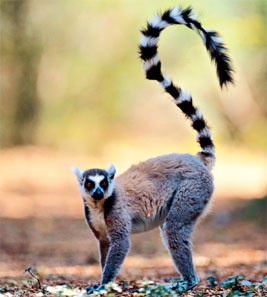 Nacen dos crías de lémures de cola anillada y un facóquero en Bioparc Valencia