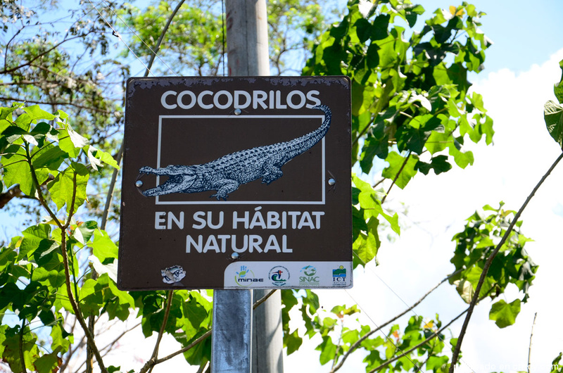 Costa Rica. Gran población de cocodrilos atrae turistas a Pacífico costarricense