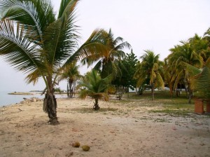 El cambio climático favorece a los cocos de Guyana