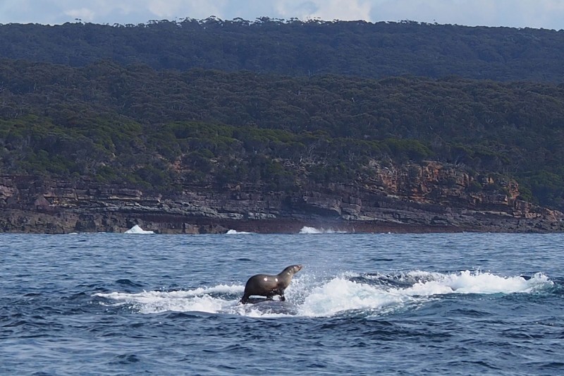 Surfing seal rides on the back of a whale in surprise snapshot