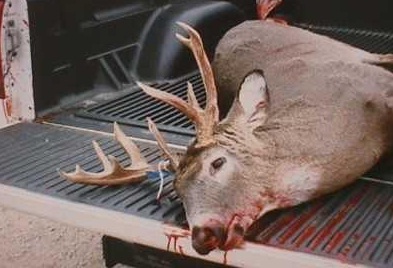 El Gobierno quiere impulsar la caza para crear empleo en el medio rural