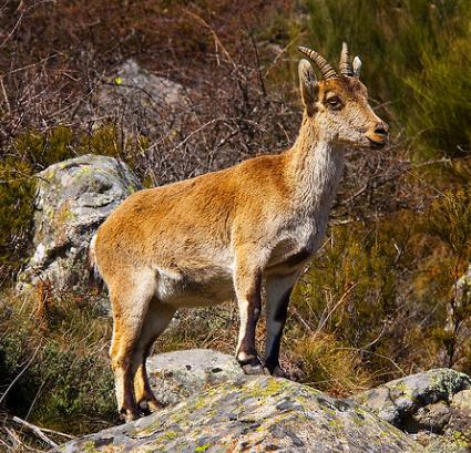 Un total de 150.000 cabras limpiarán los montes para prevenir fuegos