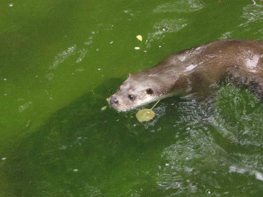 La nutria se recupera en Andalucía