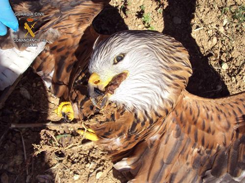 Castilla - Leon. Dos detenidos por envenenamiento de animales protegidos