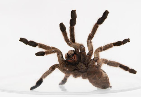 El veneno de las tarántulas revela cómo sentimos dolor