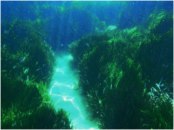 Muros vegetales que podrían contener la subida del nivel del mar
