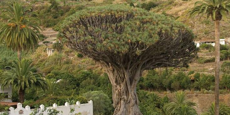 Calibran el potencial de los árboles monumentales