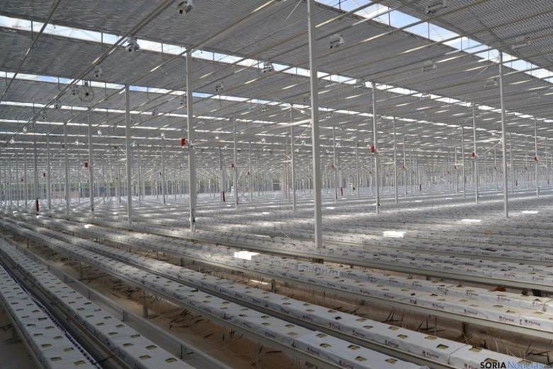 Conoces el mayor invernadero de rosas de Europa