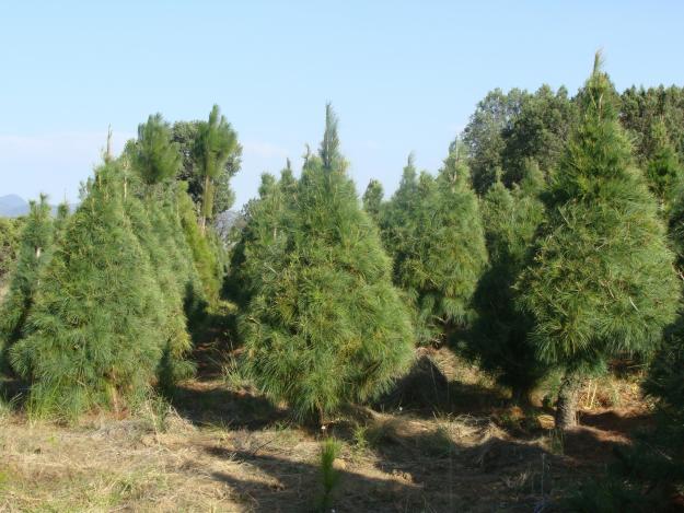 Ingenieros de Montes defienden los árboles de Navidad naturales