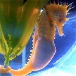 Establecen una metodología para la cría del caballito de mar narizón