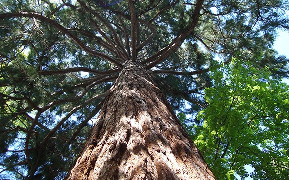 El Ayuntamiento repartirá 500 árboles y arbustos autóctonos a la Red de Jardines para la Biodiversidad