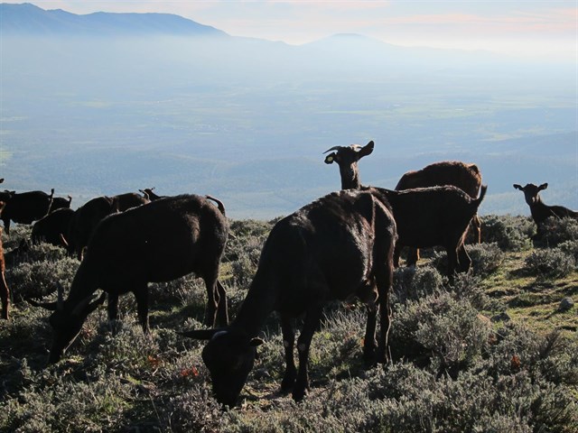 PACMA denunciará a Comunidad de Madrid por "la masacre de cabras" en la Sierra de Guadarrama