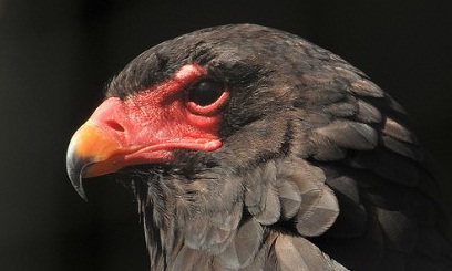 Migres detecta un águila volatinera por primera vez en Europa