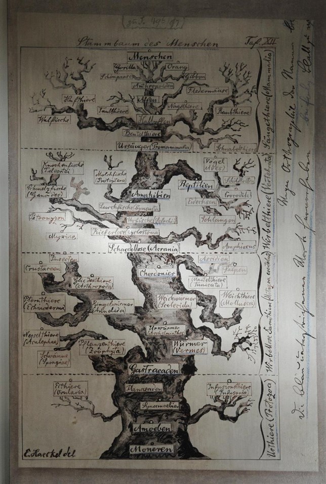 Aniversario del primer árbol de la vida