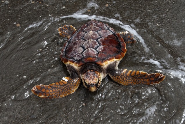 Rescatan una tortuga marina en el puerto de Ciudadela (Menorca)