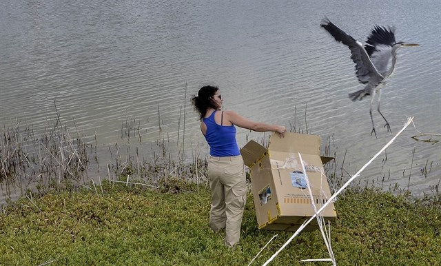 Liberada en Maspalomas (Gran Canaria) la garza real rescatada la semana pasada en una balsa de agua en Guía