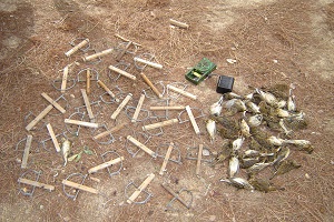 Sanlúcar de Barrameda quiere acabar con la captura de aves insectívoras