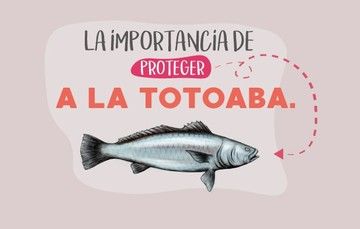 Si protegemos a la totoaba salvamos a la vaquita marina