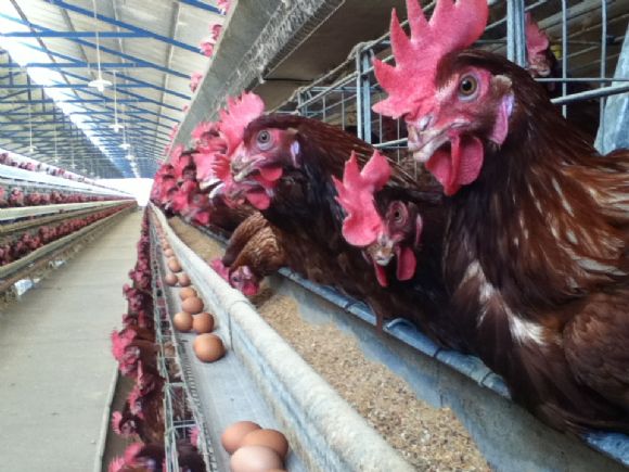 Bruselas cierra el expediente contra España por incumplimiento del bienestar de gallinas ponedoras