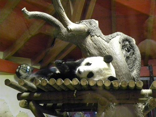 El Zoo Aquarium de Madrid se prepara para el posible nacimiento de un panda gigante en las próximas semanas