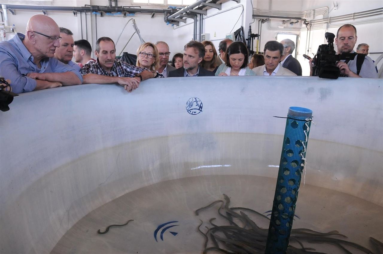 En San Fernando liberan 30 kilos de anguilas por el Día de la Migración de Peces