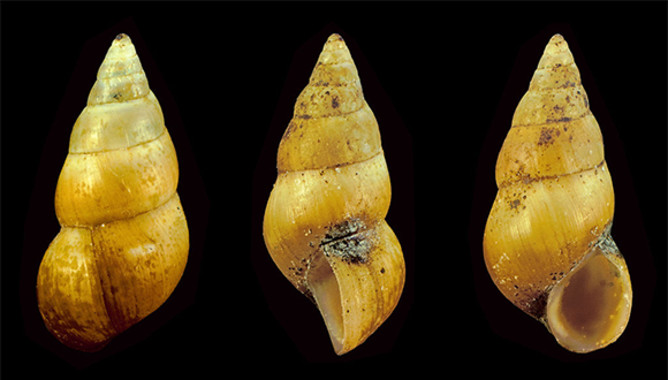 Moluscos y el movimiento caótico