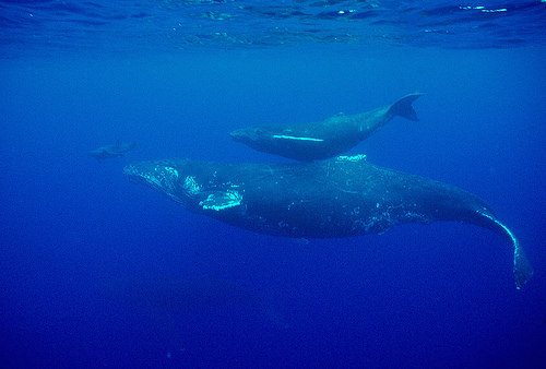 Más de 120 ballenas han muerto tras varar en diferentes playas de Nueva Zelanda