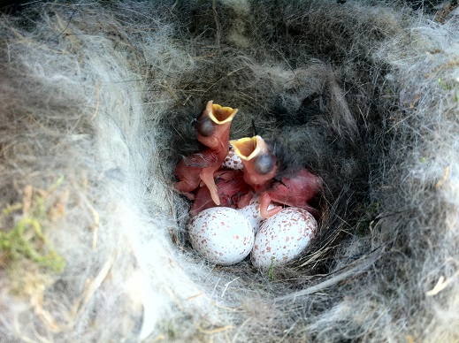 Las aves comieron mil kilos de invertebrados al año  en un viñedo con cajas-nido