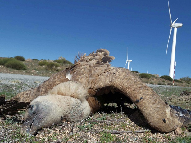 Continúan las colisiones de buitres en los Parques Eólicos de Ávila