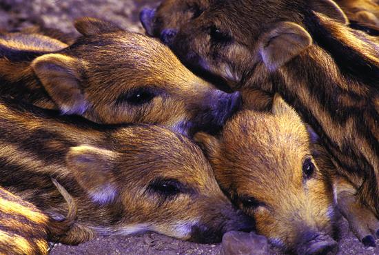 Comunidad de Madrid. Rescatadas tres crías de jabalí
