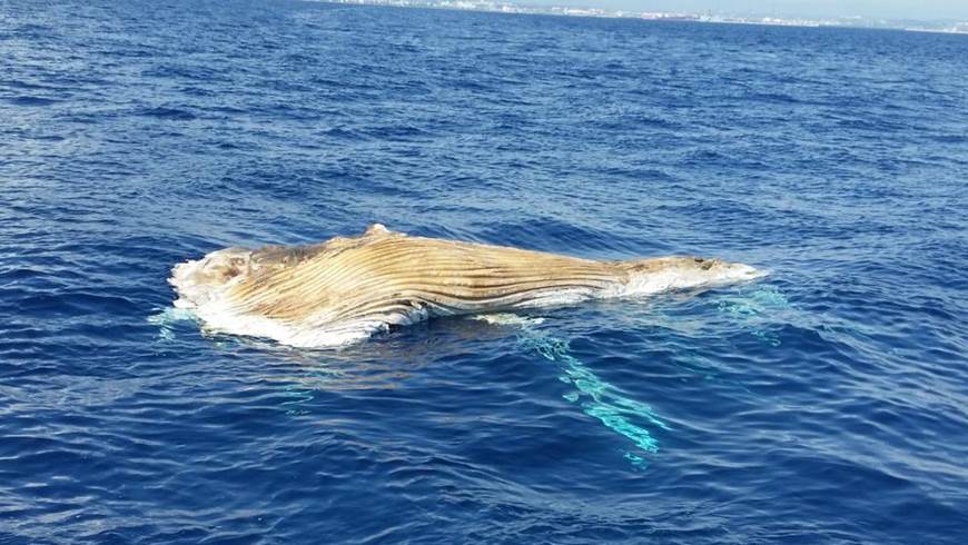 Aparece muerta una ballena de más de 10 metros flotando en Tarragona