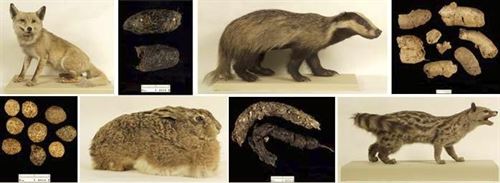 El Museo de Ciencias Naturales en Madrid inaugura una exposición de excrementos animales