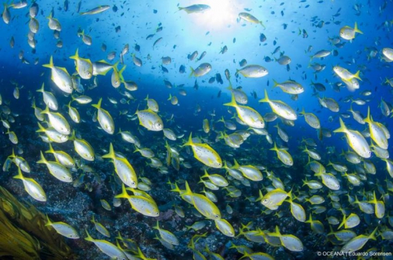 El parque marino más grande de América estará en Chile