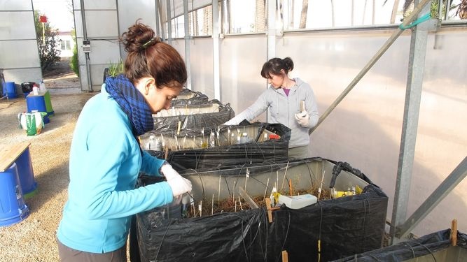 Humedales artificiales reducirán la entrada de nutrientes al Mar Menor