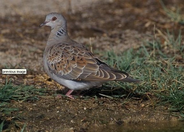 El crecimiento de las poblaciones obliga a emigrar y a cambiar de pareja a las aves esquivas