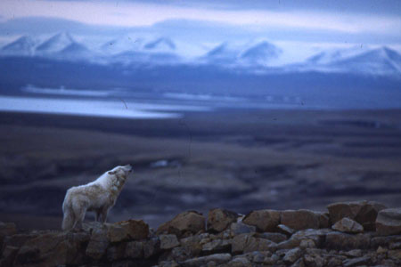 Los combustibles fósiles responsables del desastre del Ártico